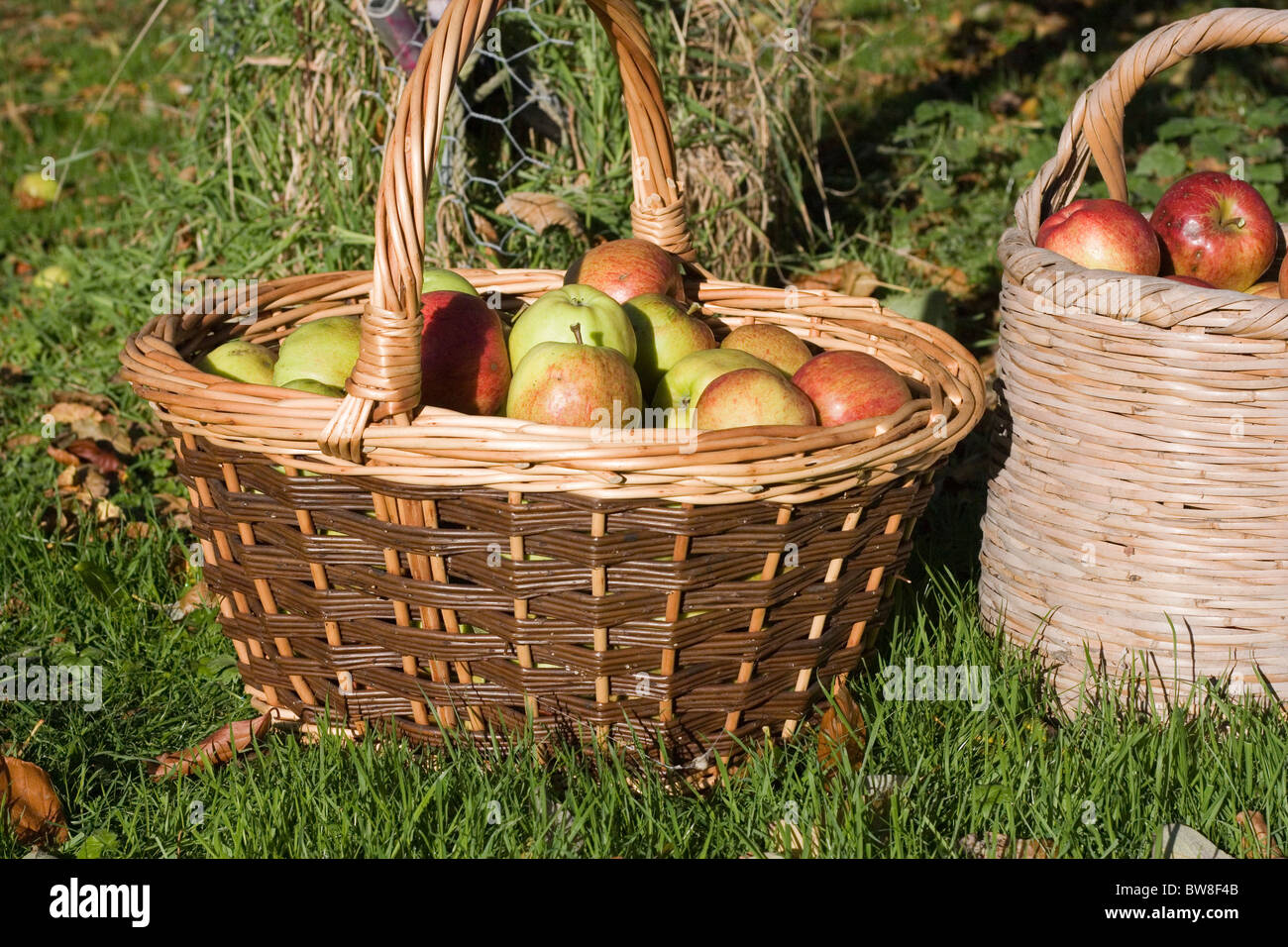 Jonagold apple hires stock photography and images Alamy