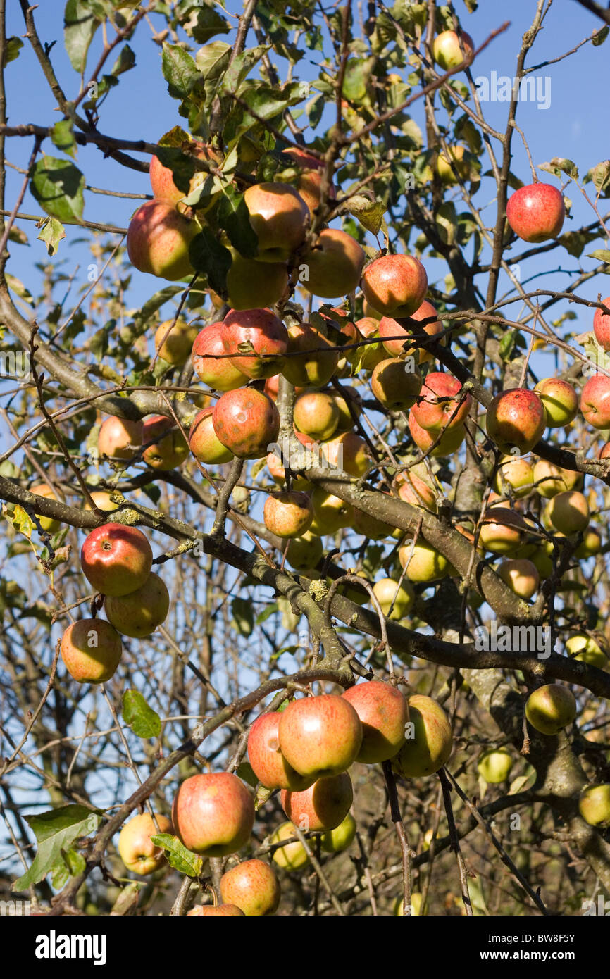 Jonagold eating apples Stock Photo Alamy