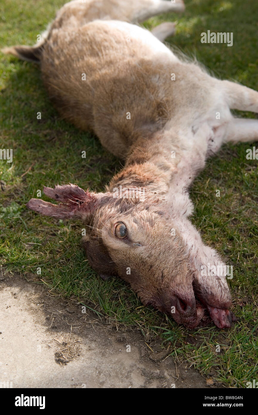 A deer killed by poachers in Yorkshire, UK. Stock Photo