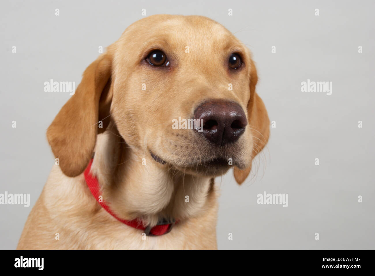 6 month old golden labrador