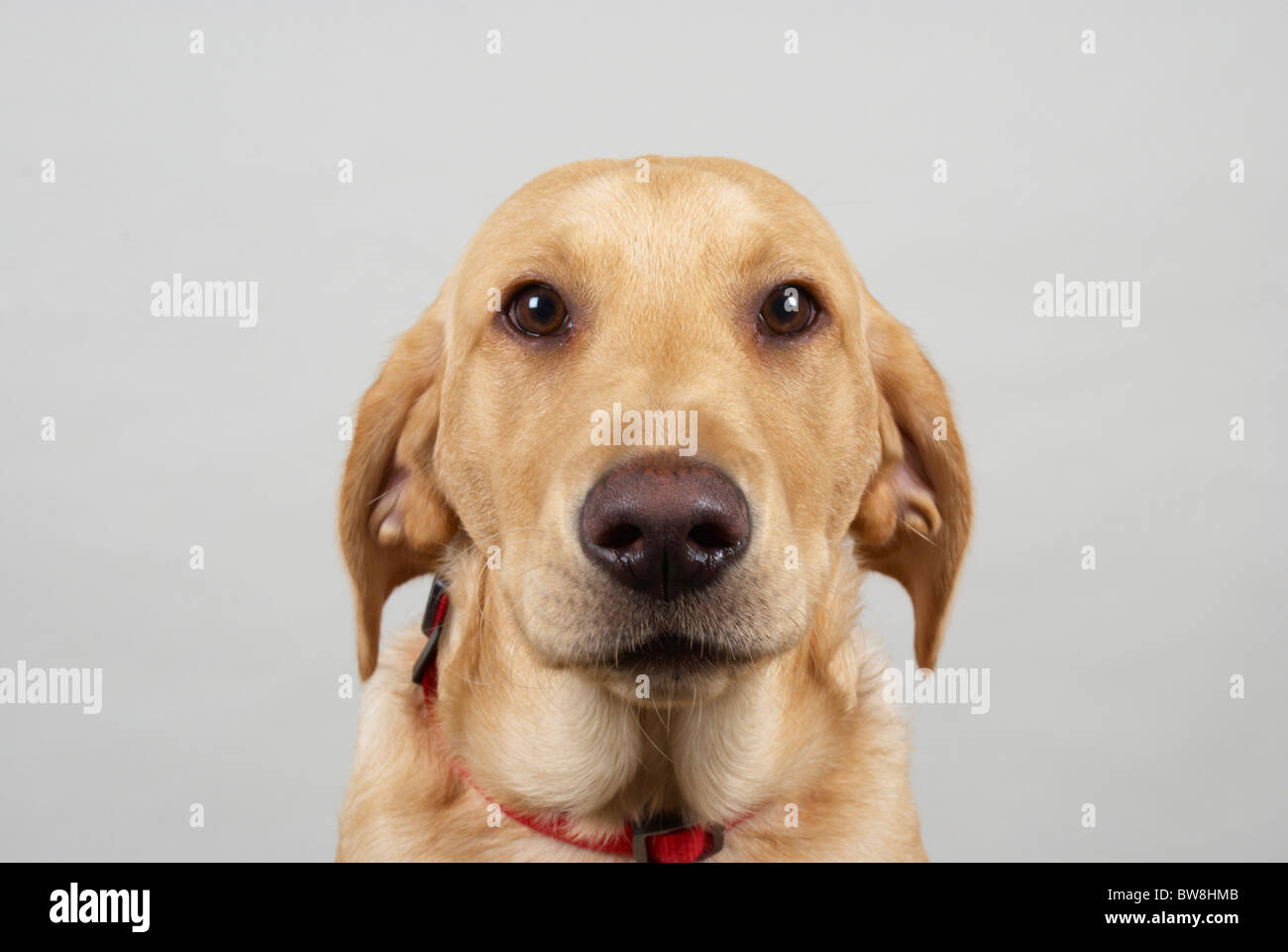6 month old golden labrador