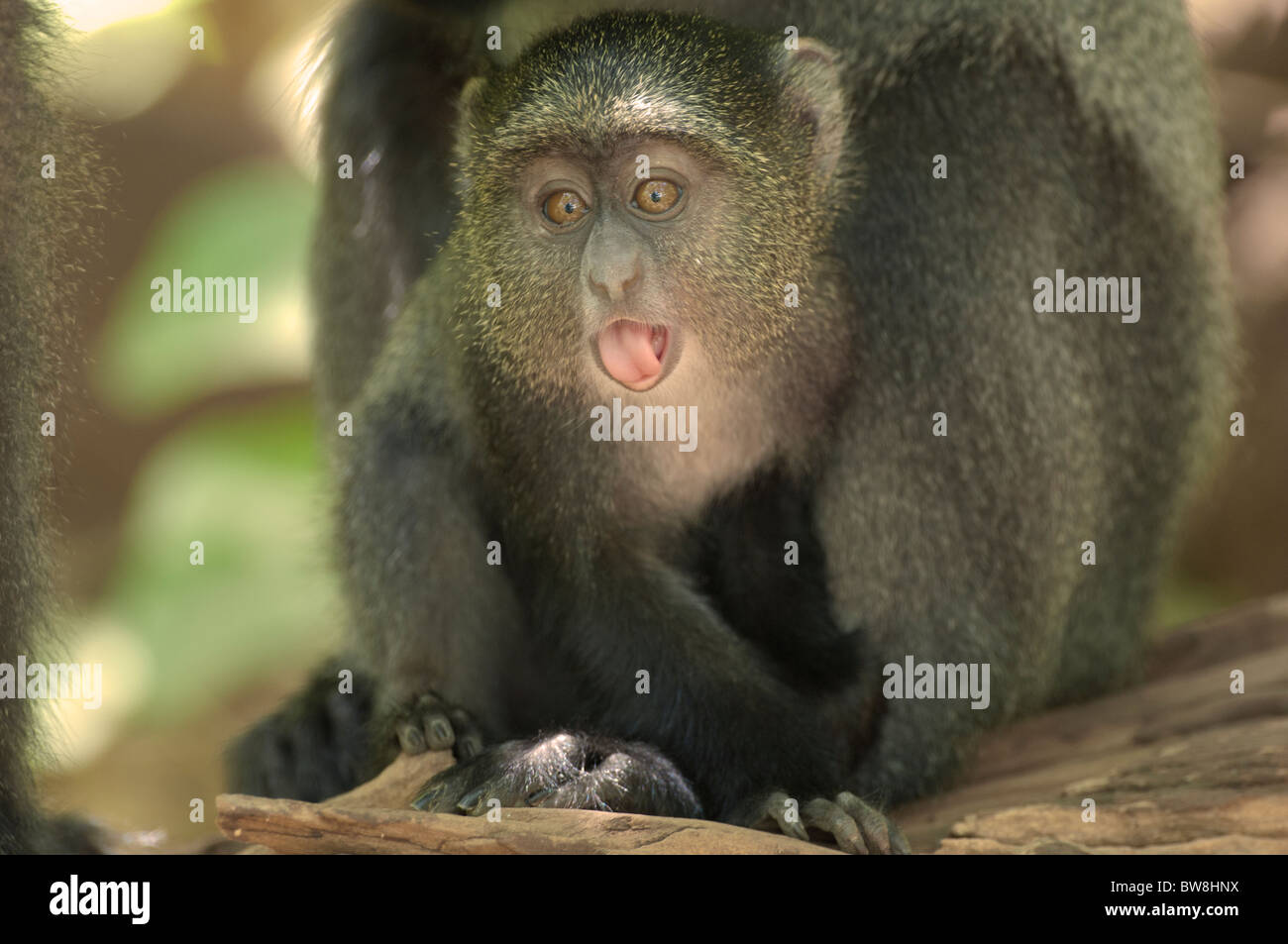 Stock photo of a baby blue monkey peering over a rock, Lake Manyara National Park, Tanzania Stock Photo