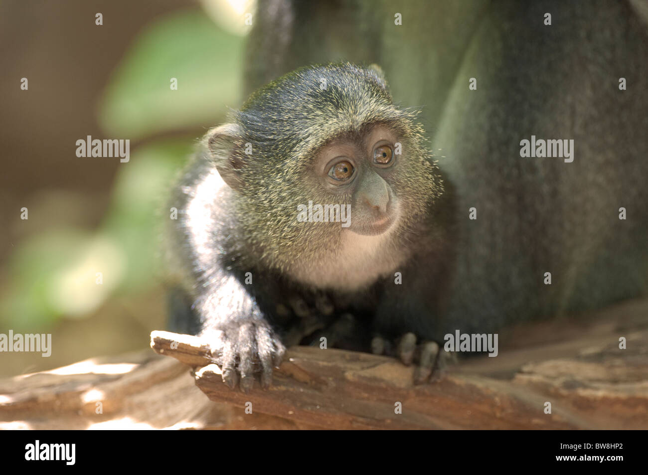 Stock photo of a baby blue monkey peering over a rock, Lake Manyara National Park, Tanzania Stock Photo