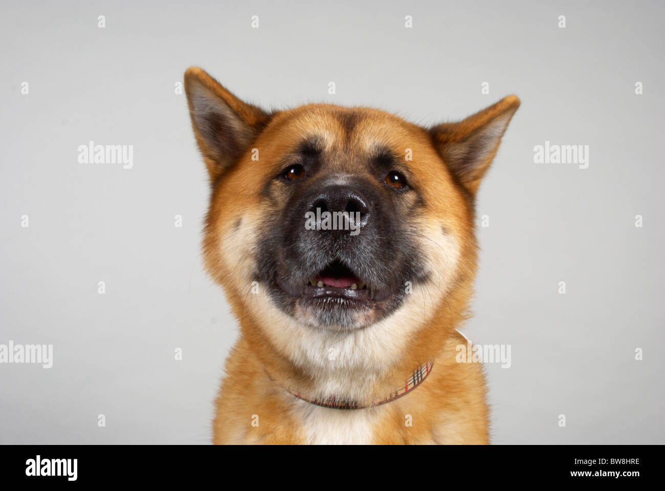 Japanese Akita called Kendo (aged 4 years old). Stock Photo