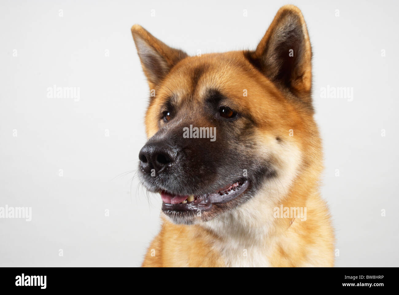 Japanese Akita called Kendo (aged 4 years old). Stock Photo