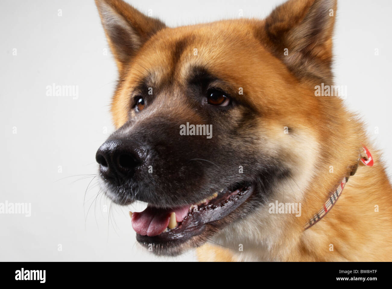 Japanese Akita called Kendo (aged 4 years old). Stock Photo
