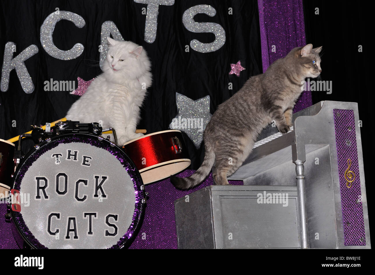 Cat band playing musical instruments show Stock Photo Alamy