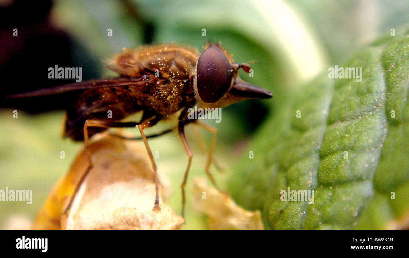 Eat flying bugs hires stock photography and images Alamy
