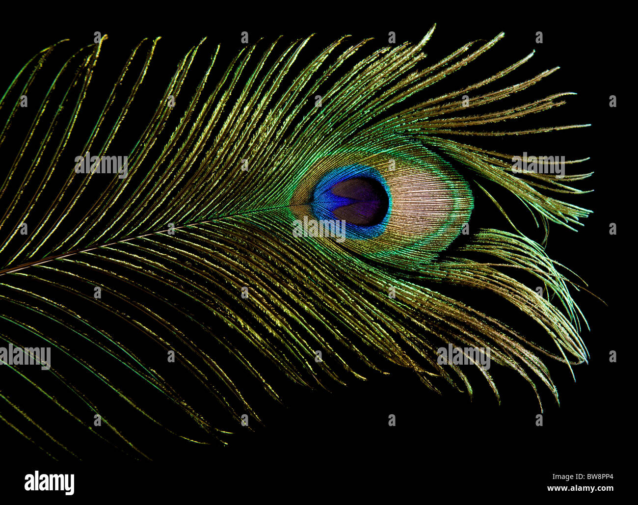 single peacock feather tip isolated on black background Stock Photo - Alamy
