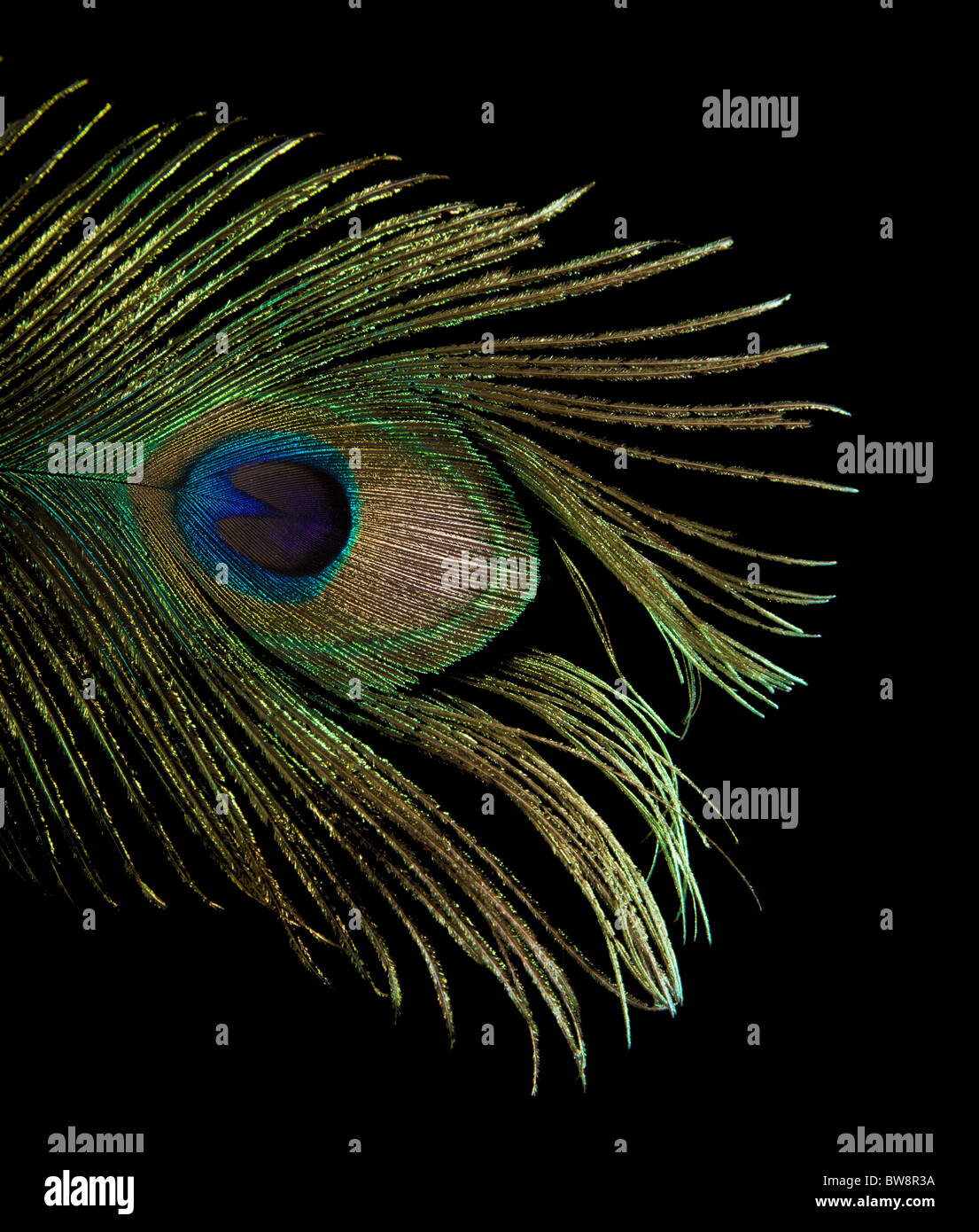 Single peacock feather hi-res stock photography and images - Alamy