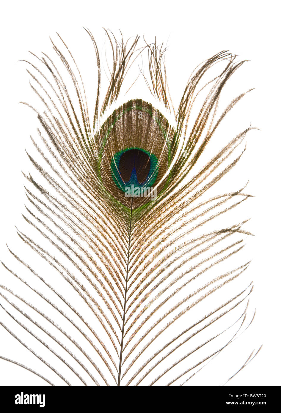 single peacock feather isolated on white background; Stock Photo