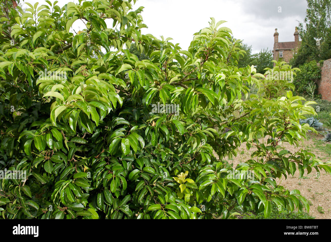 Portuguese Laurel (Prunus lusitanica subsp. azorica) Stock Photo