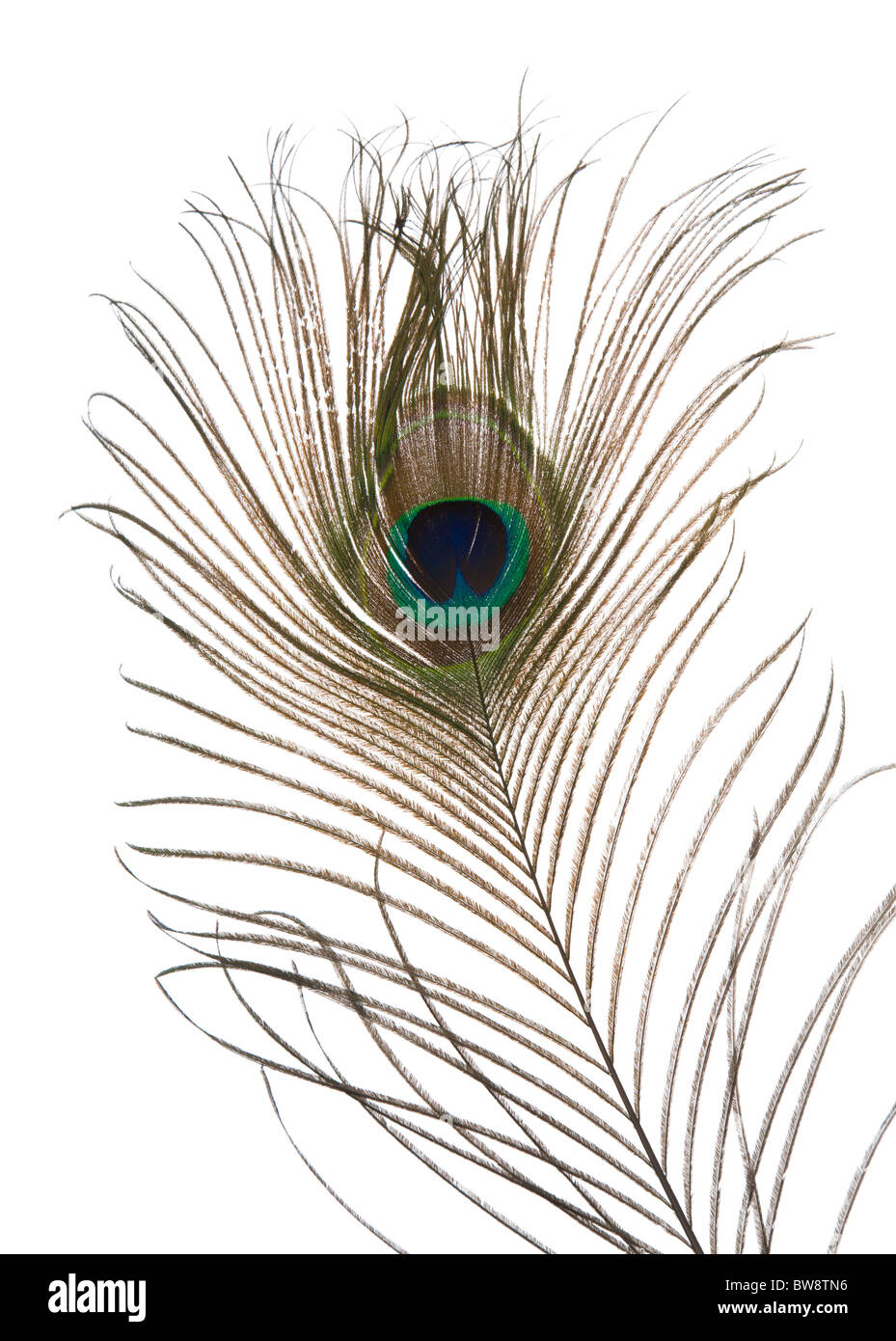 single peacock feather isolated on white background; Stock Photo