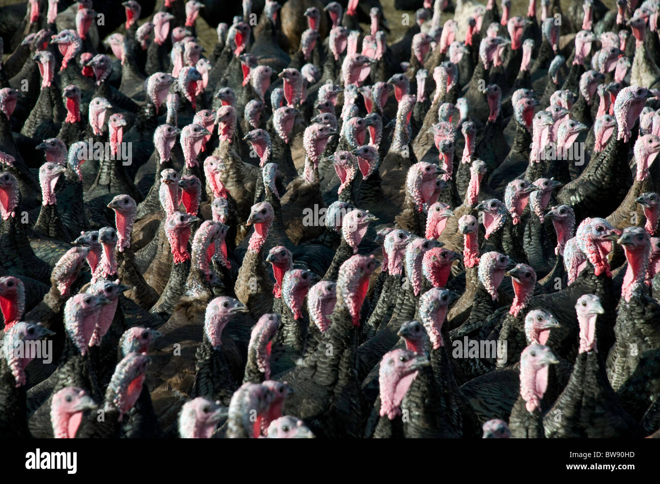 A flock of turkeys, predominantly showing heads Stock Photo Alamy