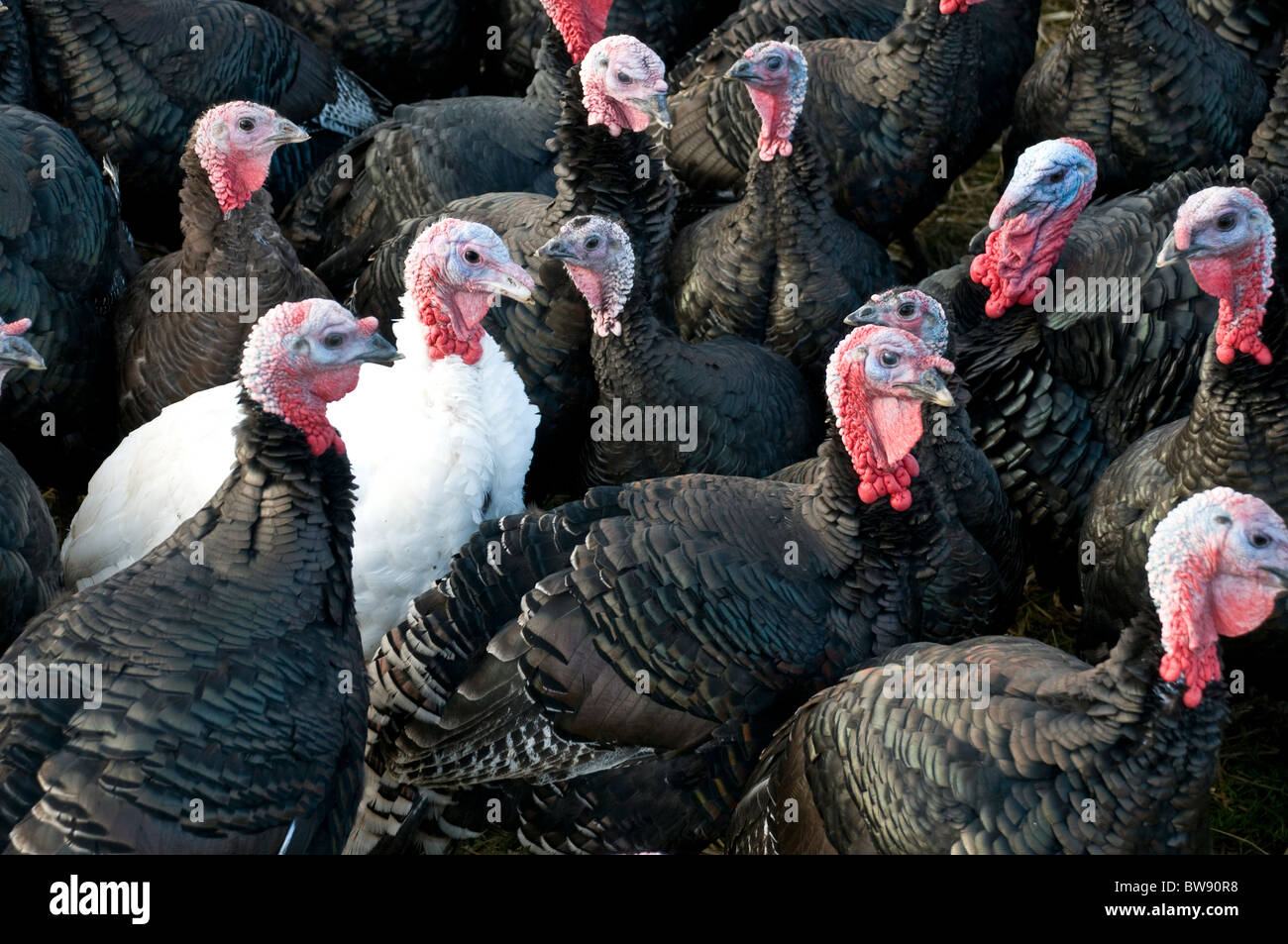 Flock of poultry hires stock photography and images Alamy