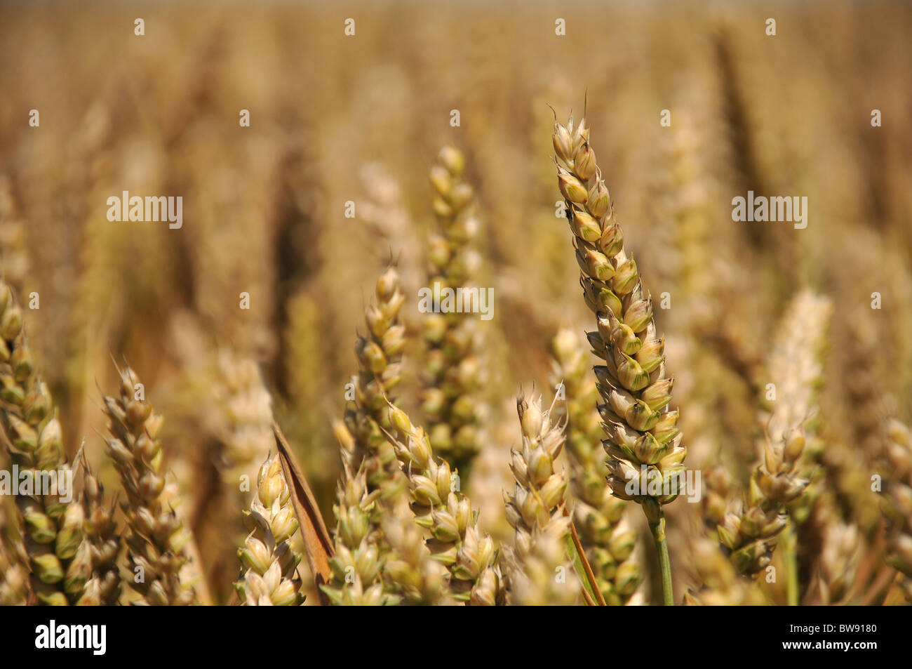 Close up of Wheat crop Stock Photo