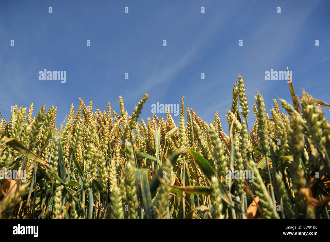 Wheat crop slightly green seen from low down ripening agains a blue summer sky Stock Photo