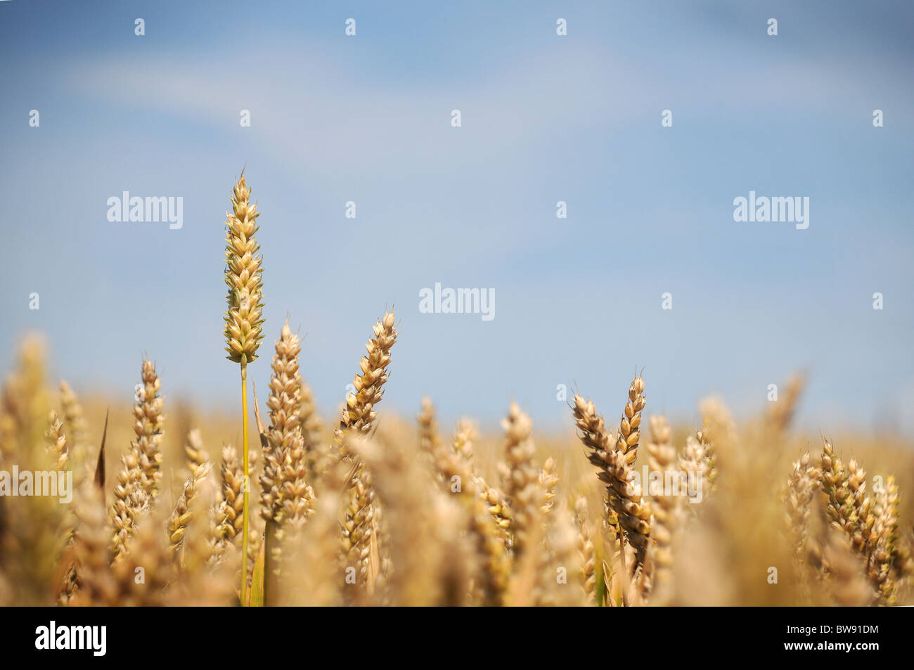 Ears of Wheat crop seen against a blue sky, selectivly focussing on one prominant one Stock Photo