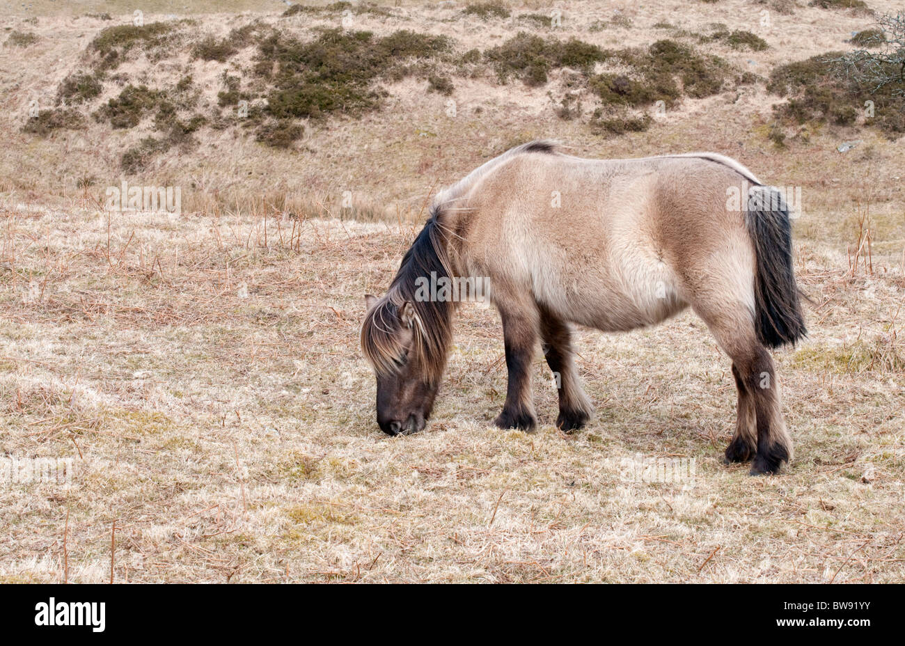 Dun coloured Dartmoor pony grazing on the moor, Devon UK Stock Photo