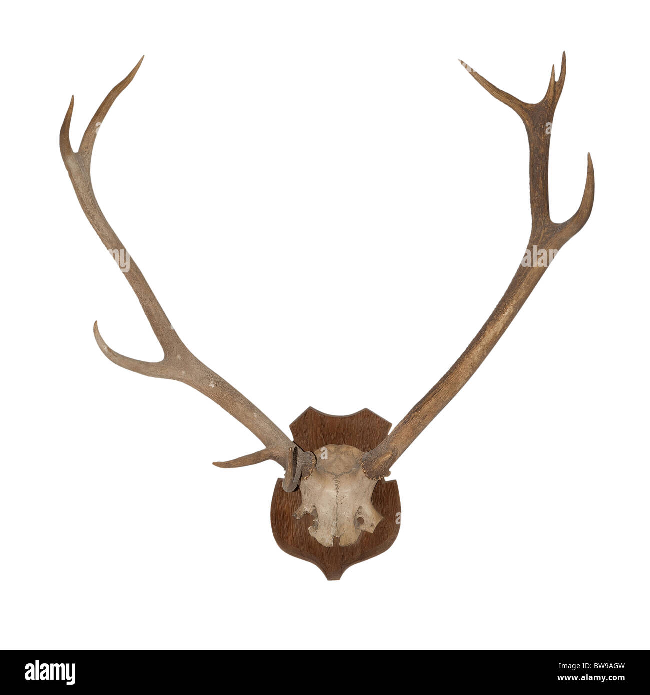 Horns of an animal. Horns of largly horned stock, it is isolated on a