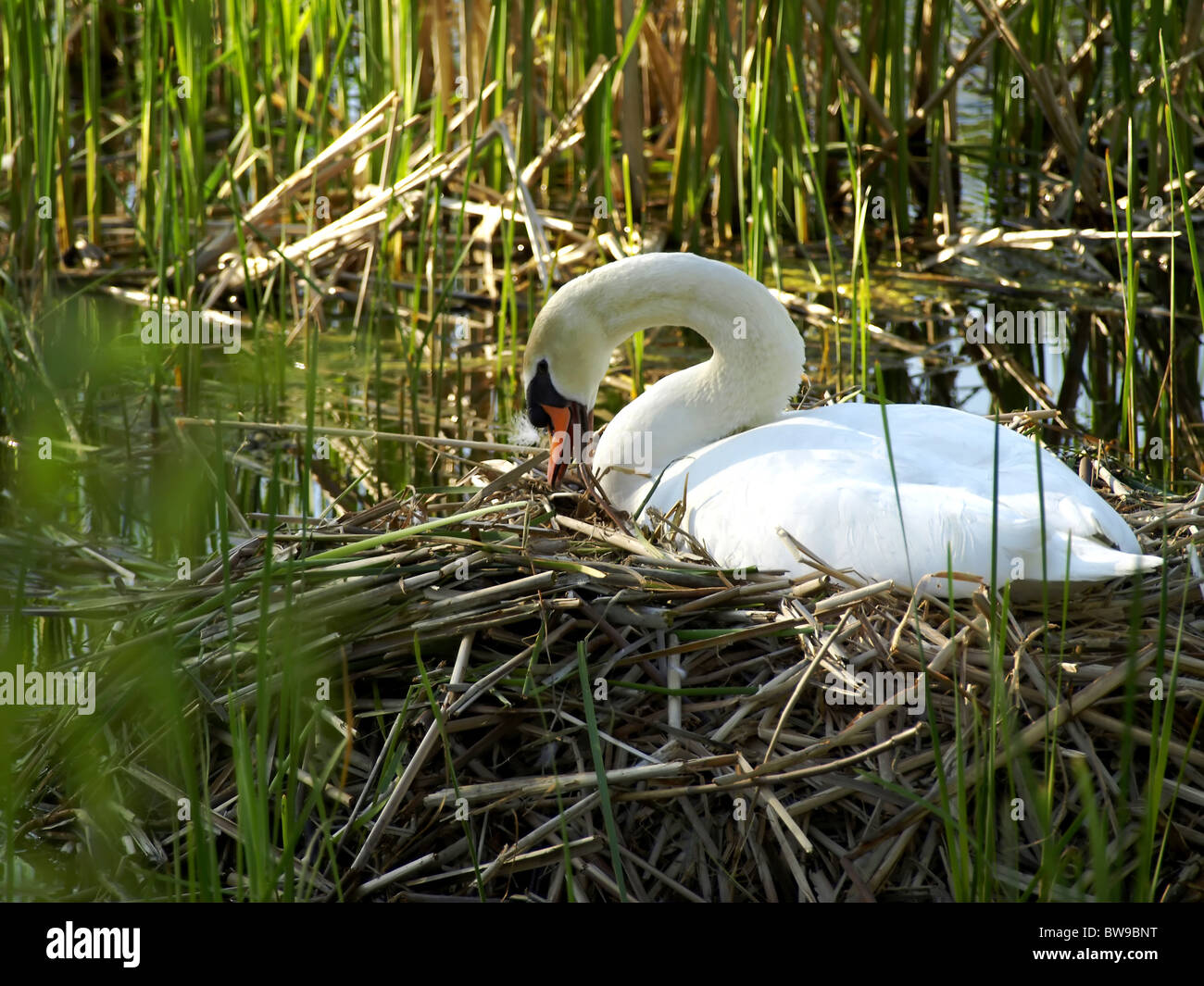 Beautiful white  swan nesting on the lake Stock Photo
