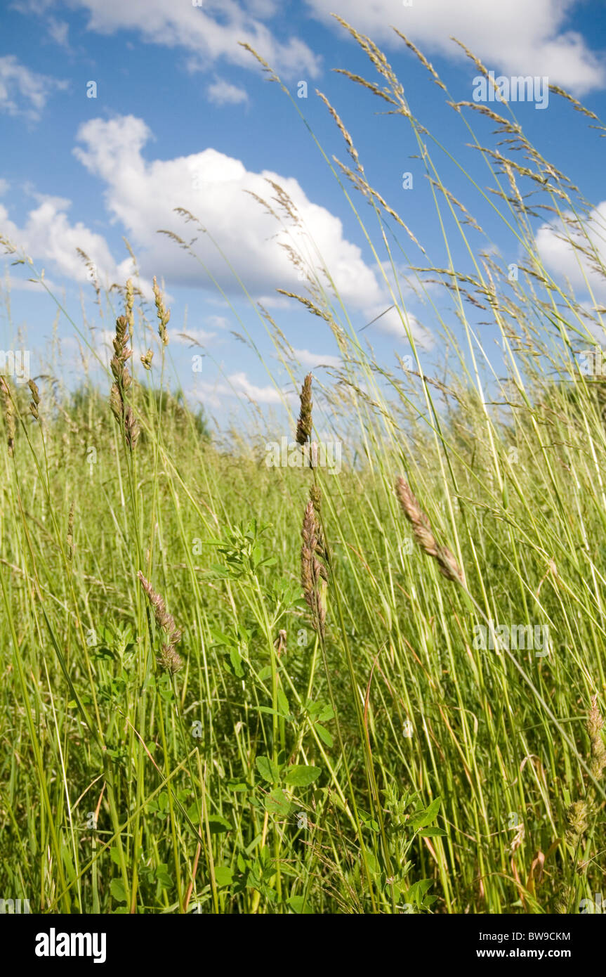 wild grass grasses long meadow meadows blue skies sky natural pasture environment pastures green is all ways always Stock Photo