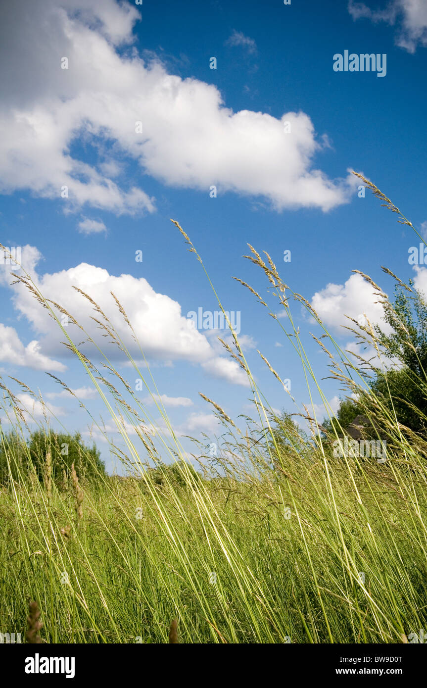 wild grass grasses long meadow meadows blue skies sky natural pasture environment pastures green is all ways always Stock Photo