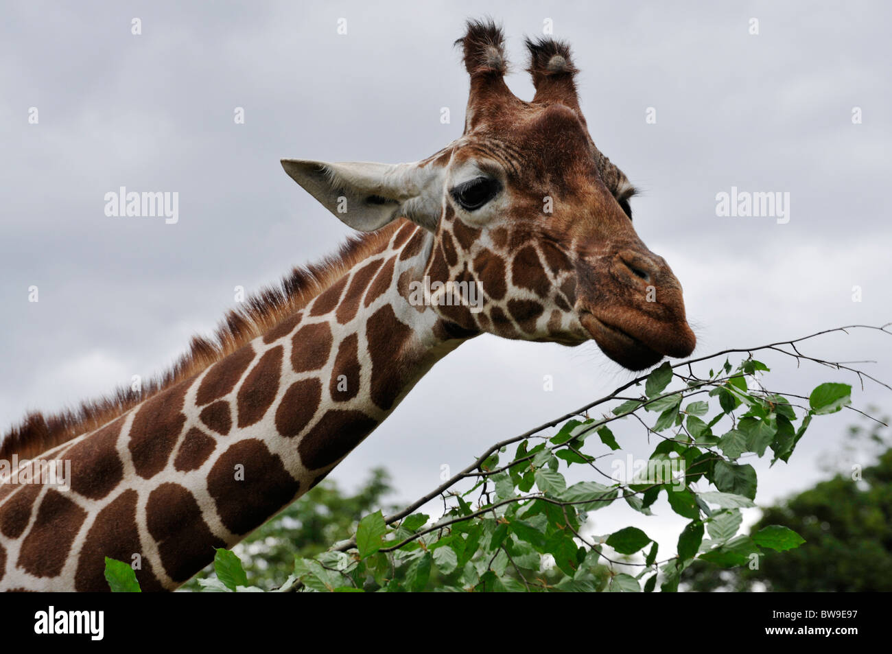 Giraffe feeding at Whipsnade Zoo. Stock Photo
