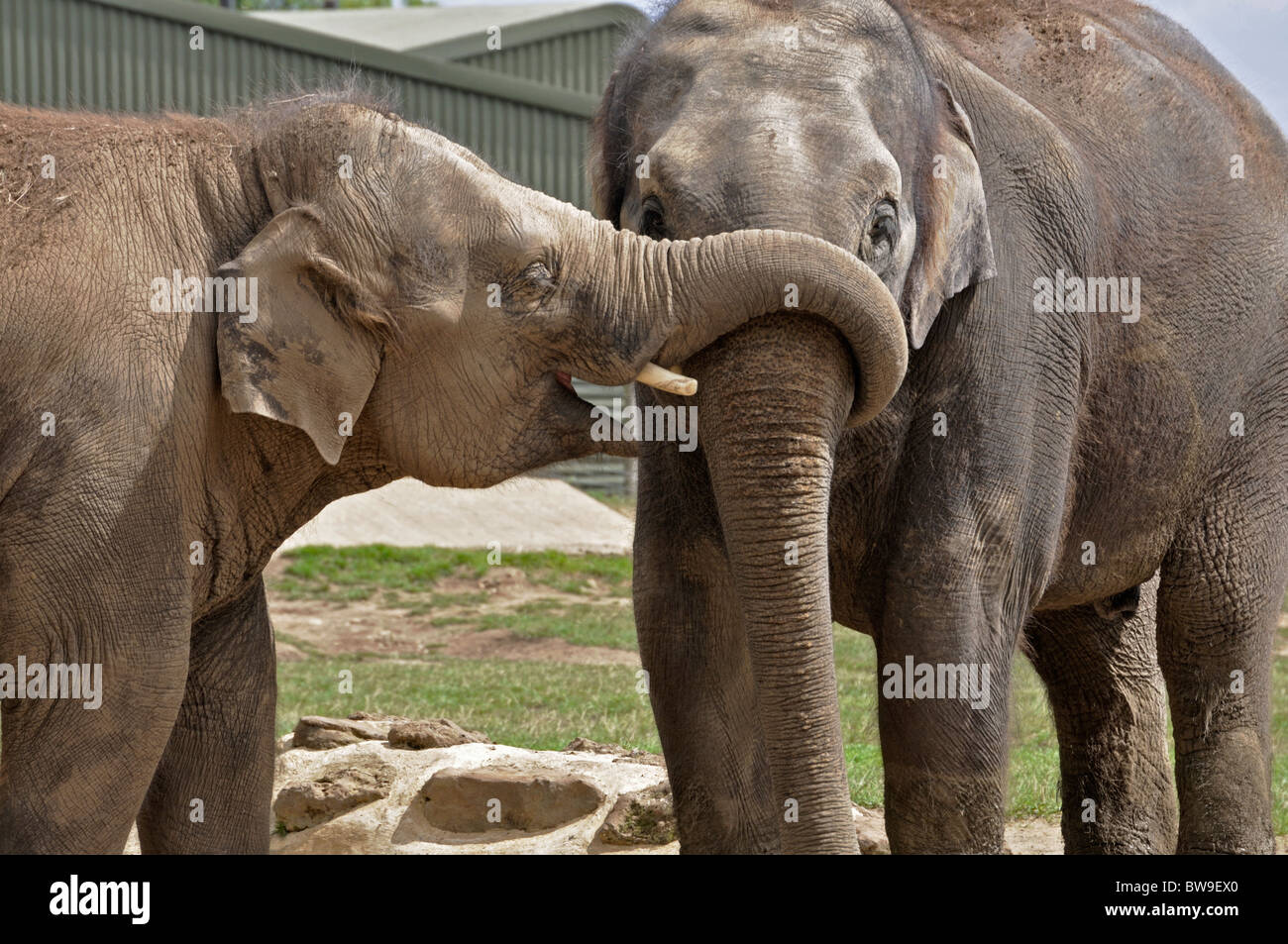 Indian Elephants playing at Whipsnade Zoo. Stock Photo