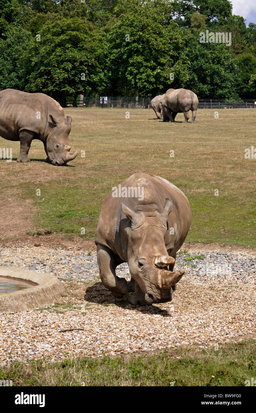 White Rhinoceros at Whipsnade Zoo. Stock Photo