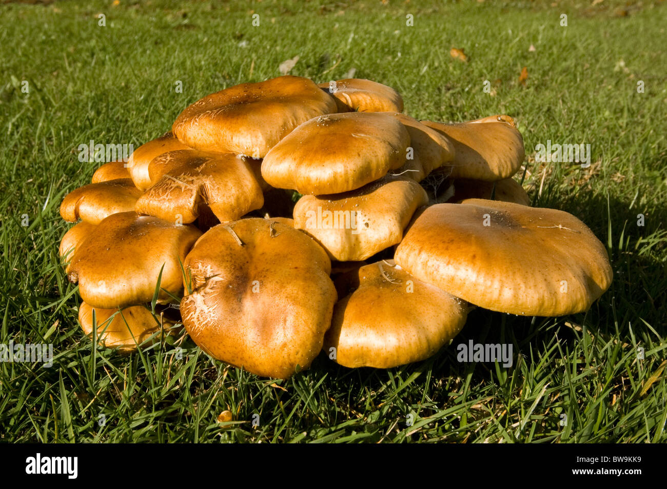 Fungi cluster at Burnham Deepdale Stock Photo