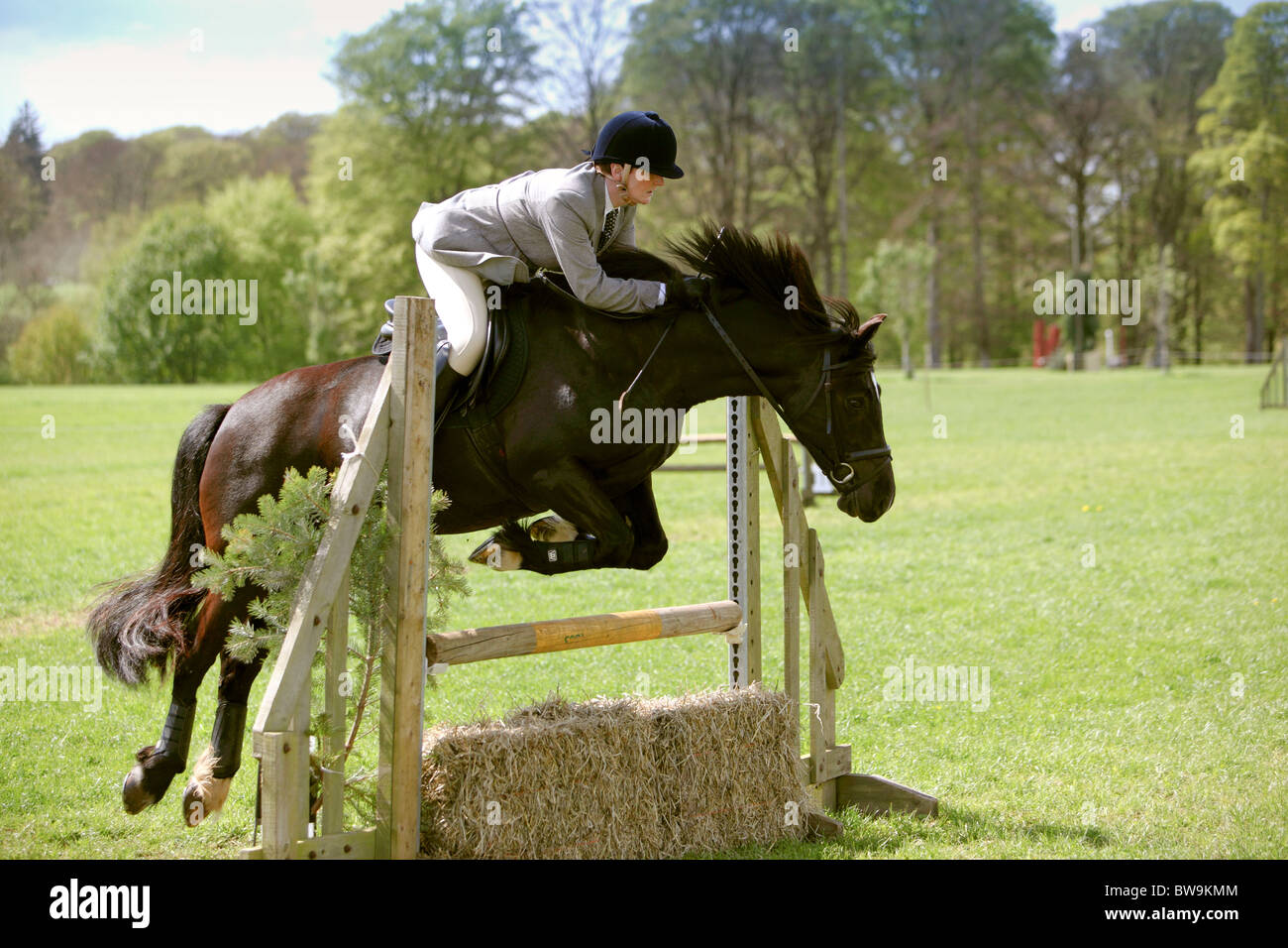 working hunter clearing natural fence during show Stock Photo Alamy