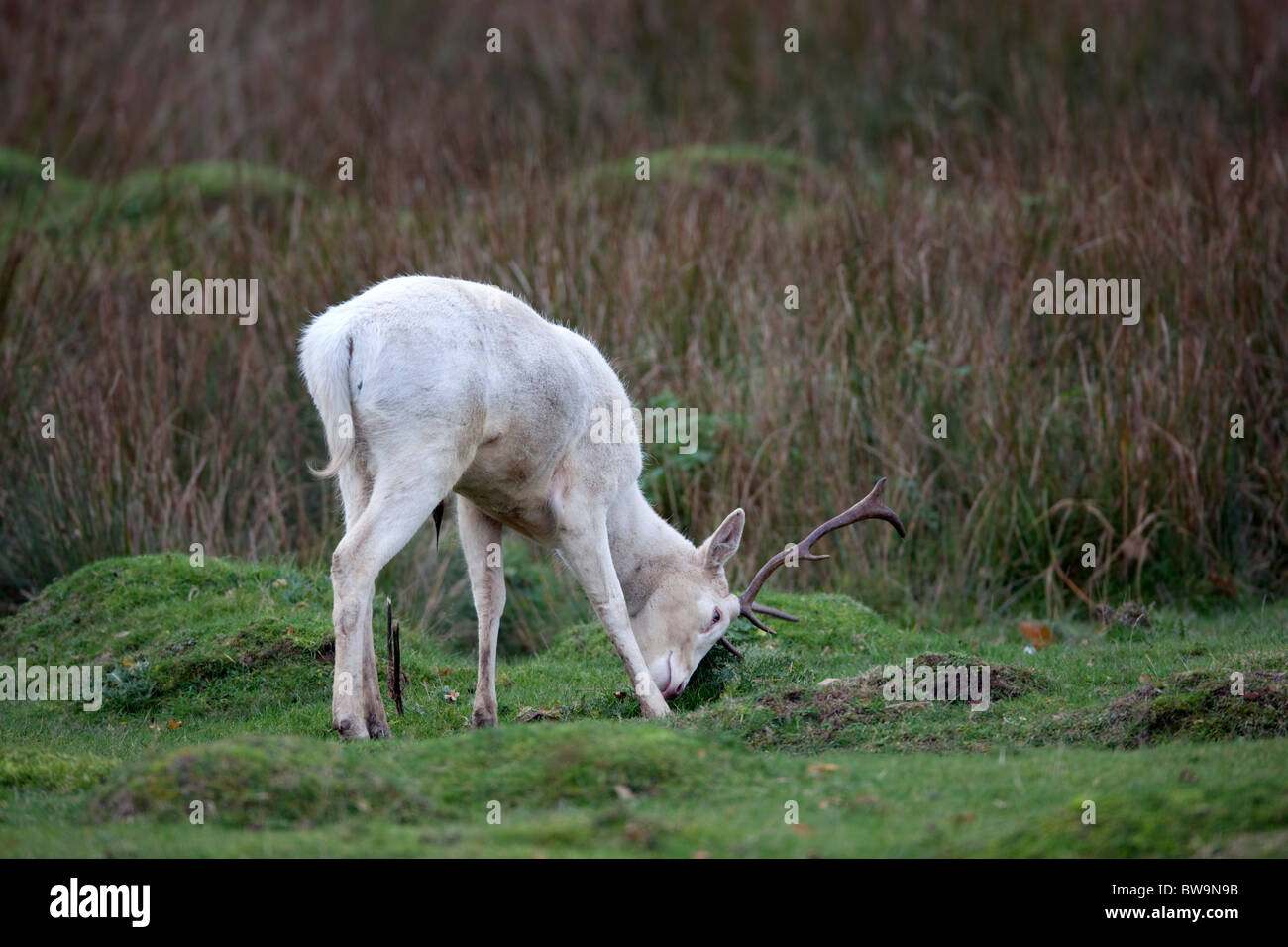 Fallow Deer; Dama dama; white stag; Stock Photo
