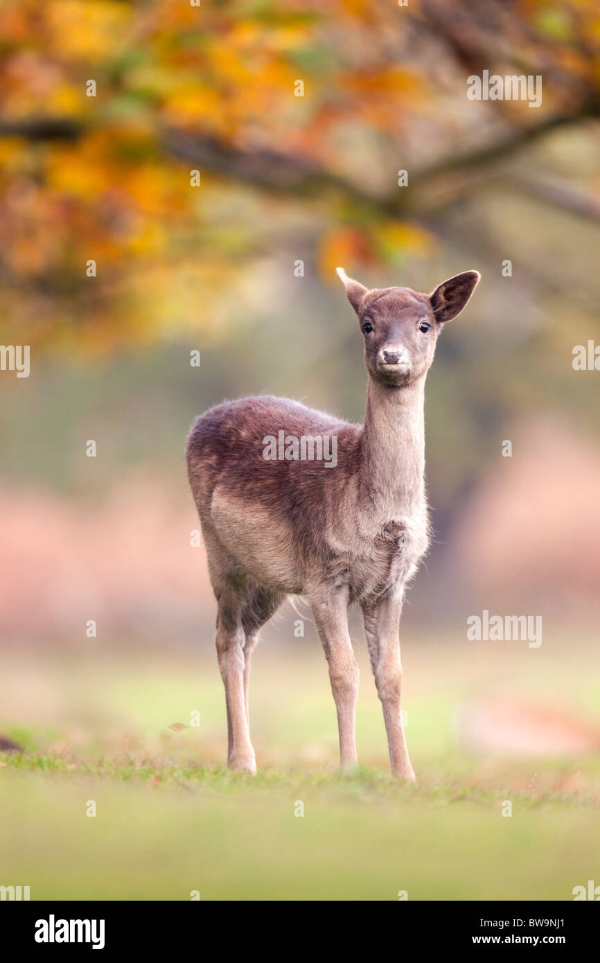 Fallow Deer; Dama dama; female; Stock Photo