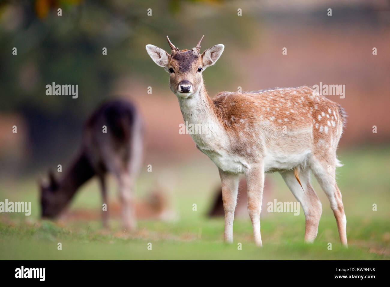 Fallow Deer; Dama dama; young buck; Stock Photo