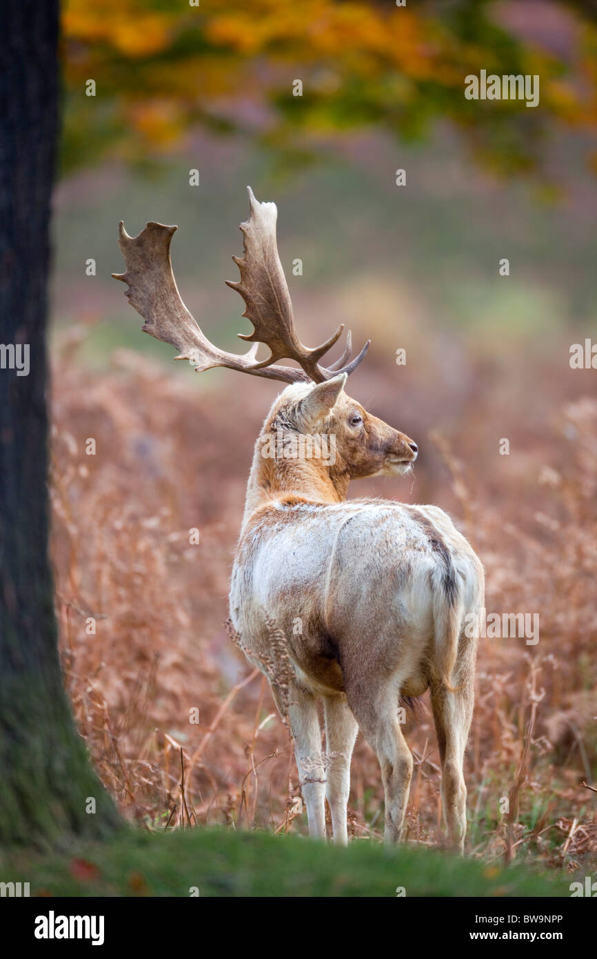 Fallow Deer; Dama dama; stag; Stock Photo