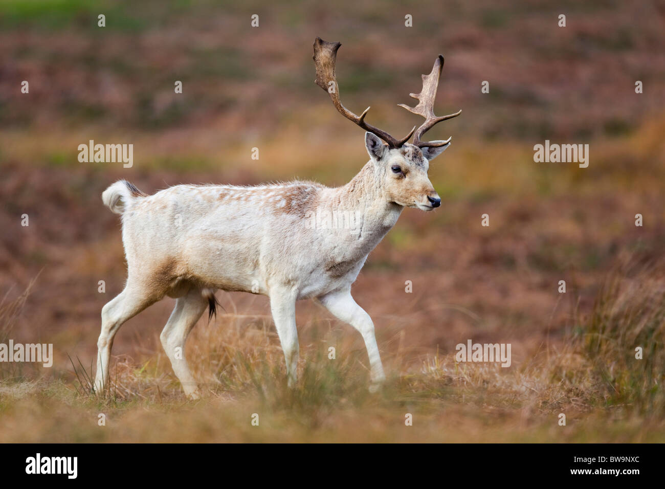 Fallow Deer; Dama dama; stag; Stock Photo