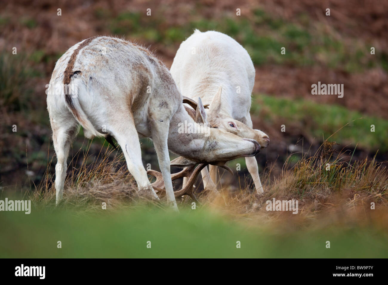 Fallow Deer; Dama dama; stags rutting Stock Photo
