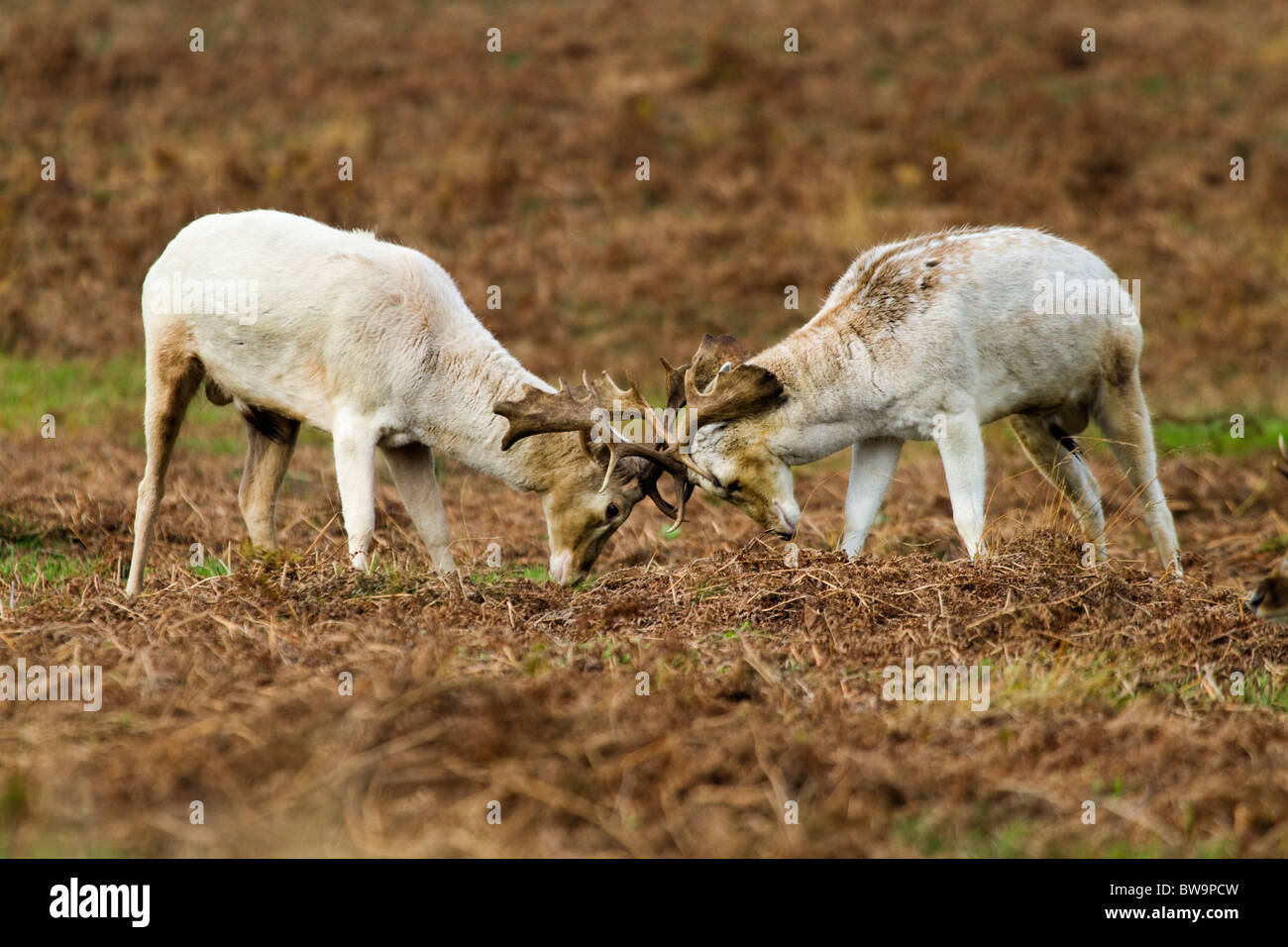 Fallow Deer; Dama dama; stags rutting; Stock Photo