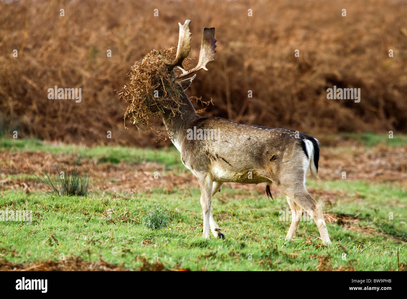 Fallow Deer; Dama dama; stag with bracken on his antlers; part of rutting behaviour; Stock Photo
