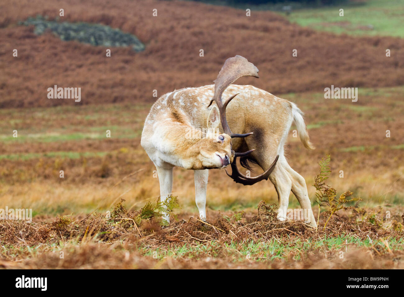Fallow Deer; Dama dama; stag scratching; Stock Photo