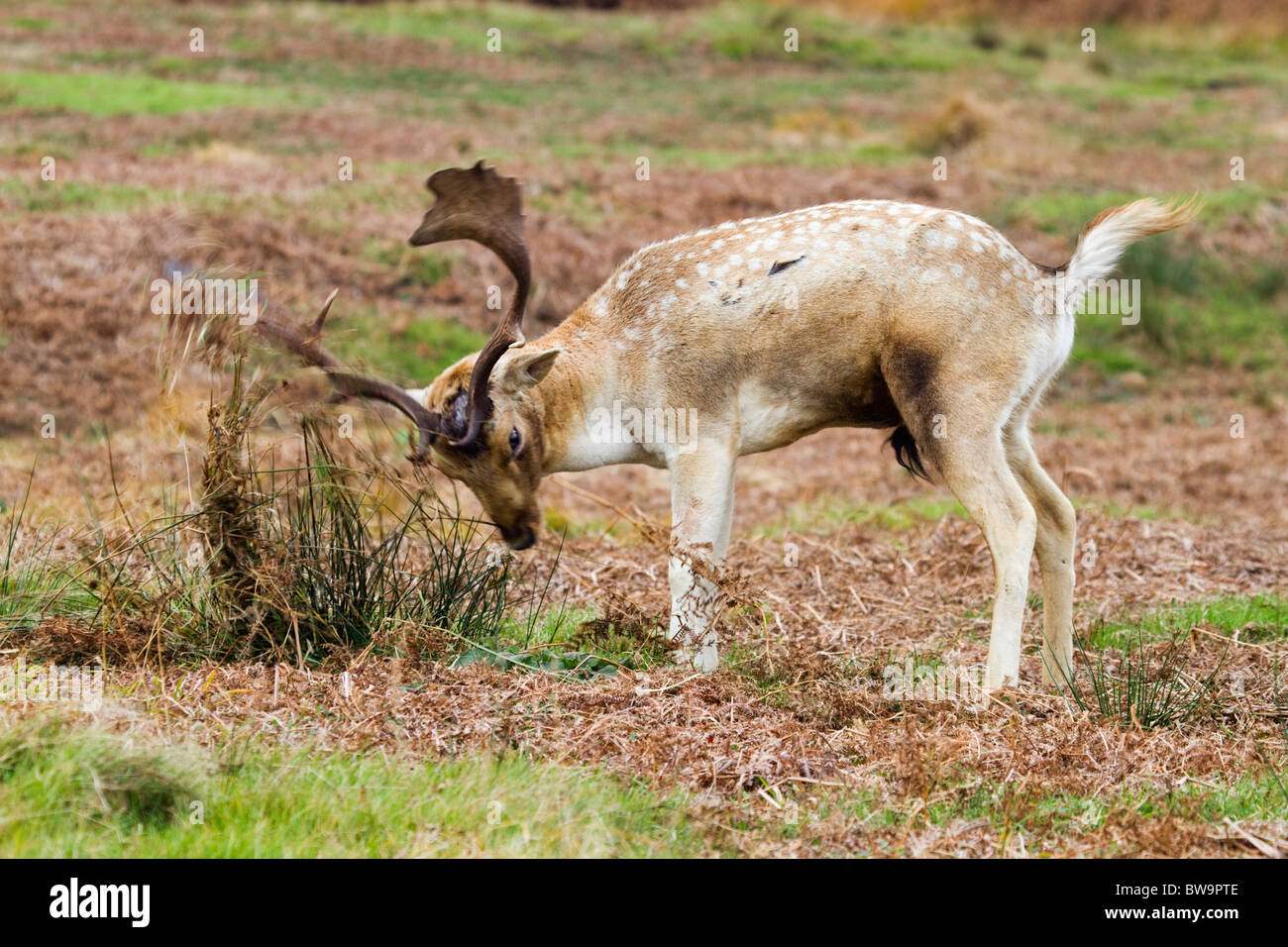 Fallow Deer; Dama dama; stag collecting bracken on his antlers; part of rutting behaviour; Stock Photo