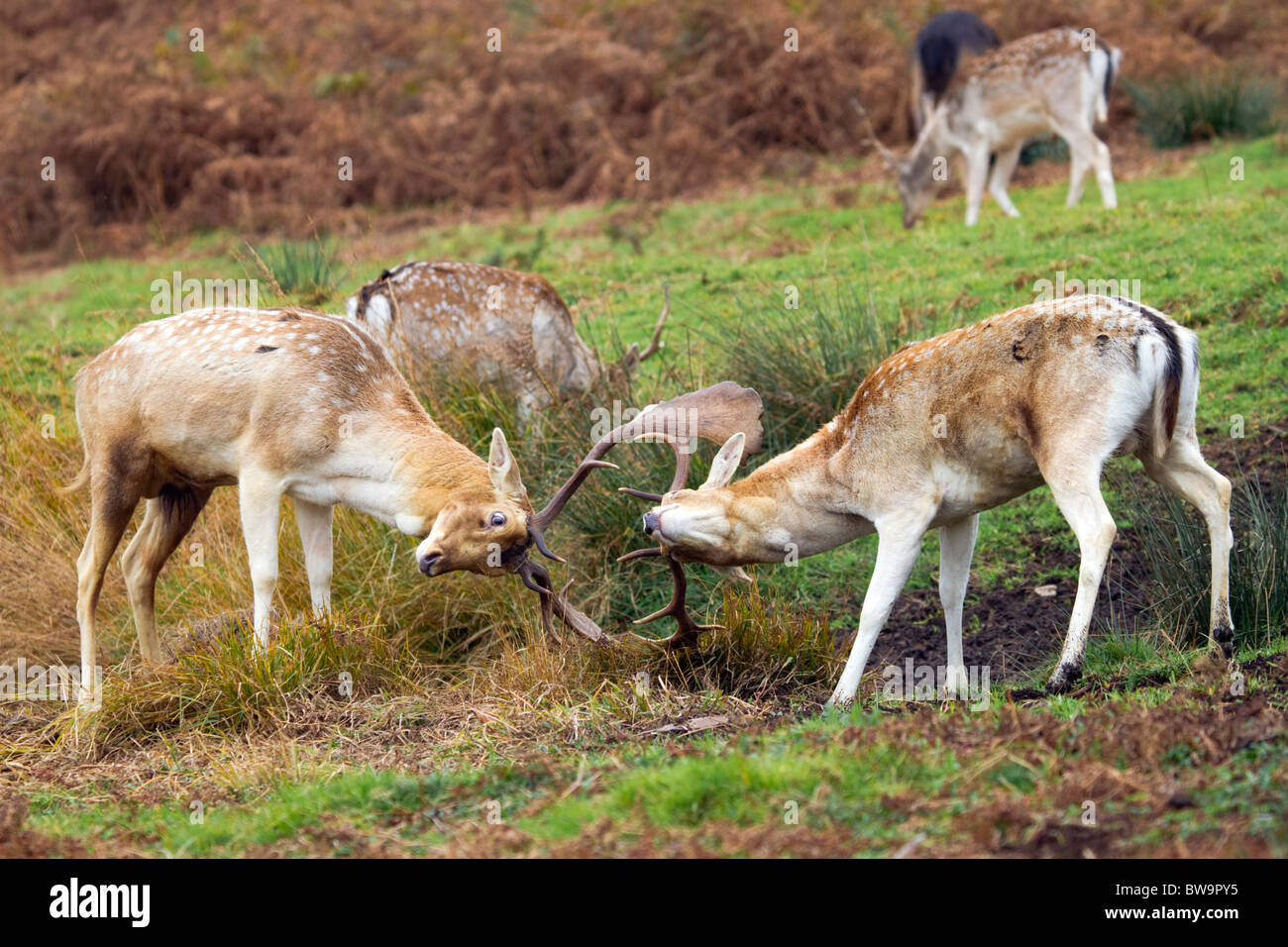 Fallow Deer; Dama dama; stags rutting; Stock Photo