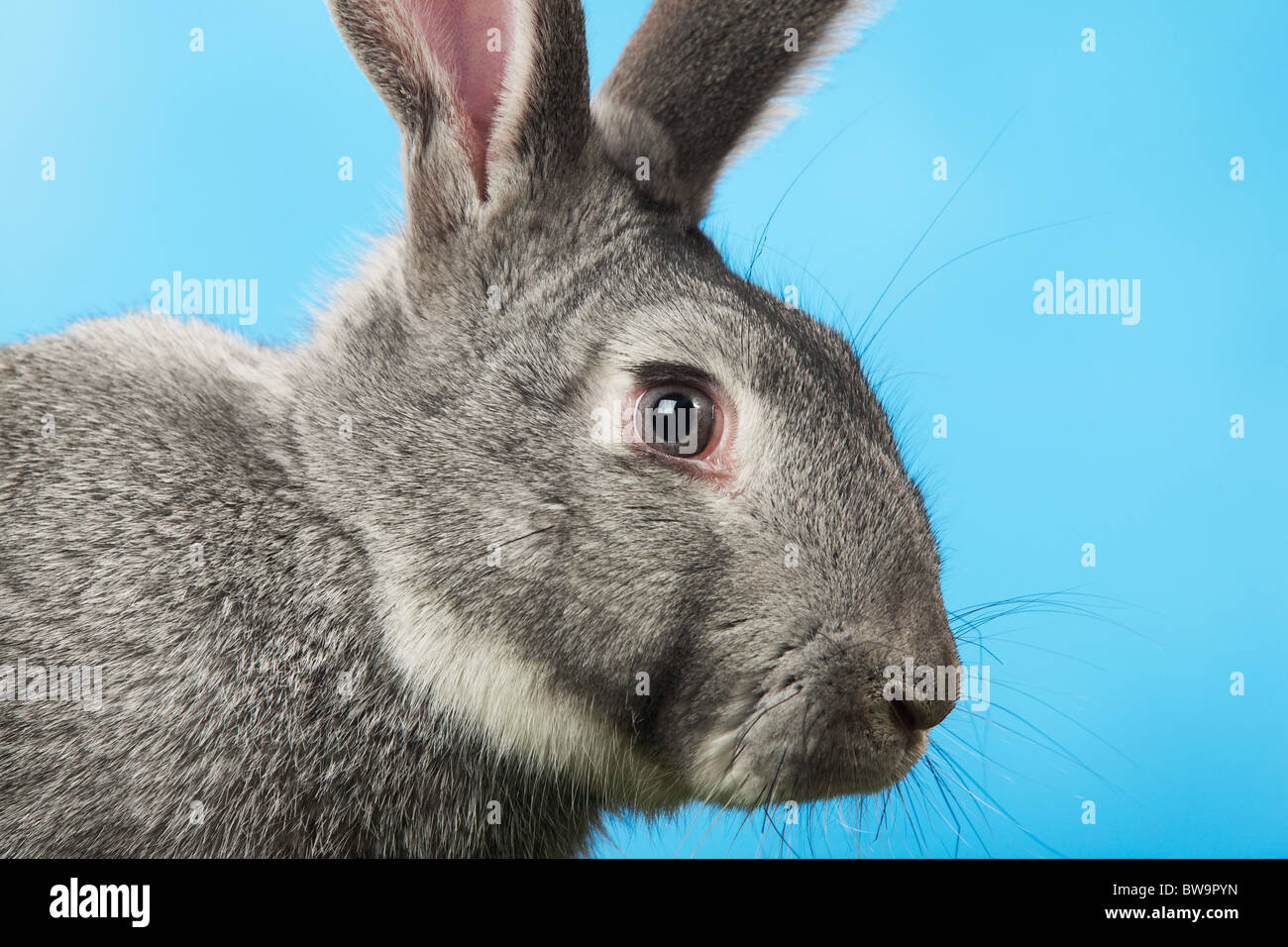 Blueish Gray Rabbit Image of head of cute grey rabbit over blue background Stock Photo - Alamy