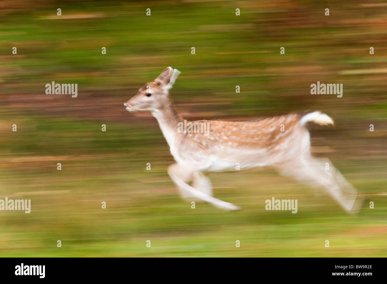 Fallow Deer; Dama dama; running; Stock Photo