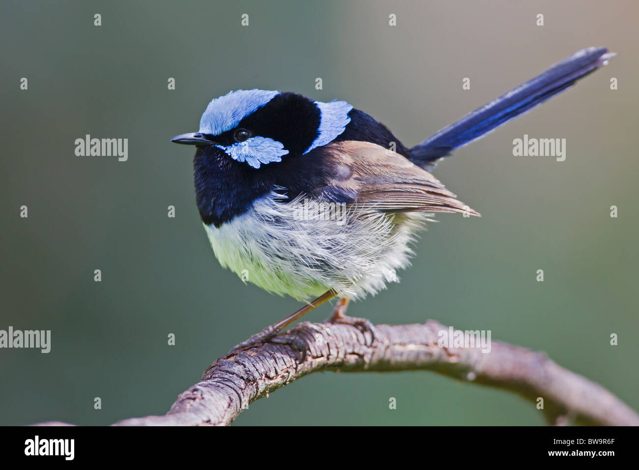 SUPERB FAIRY-WREN PERCHED ON A BRANCH Stock Photo