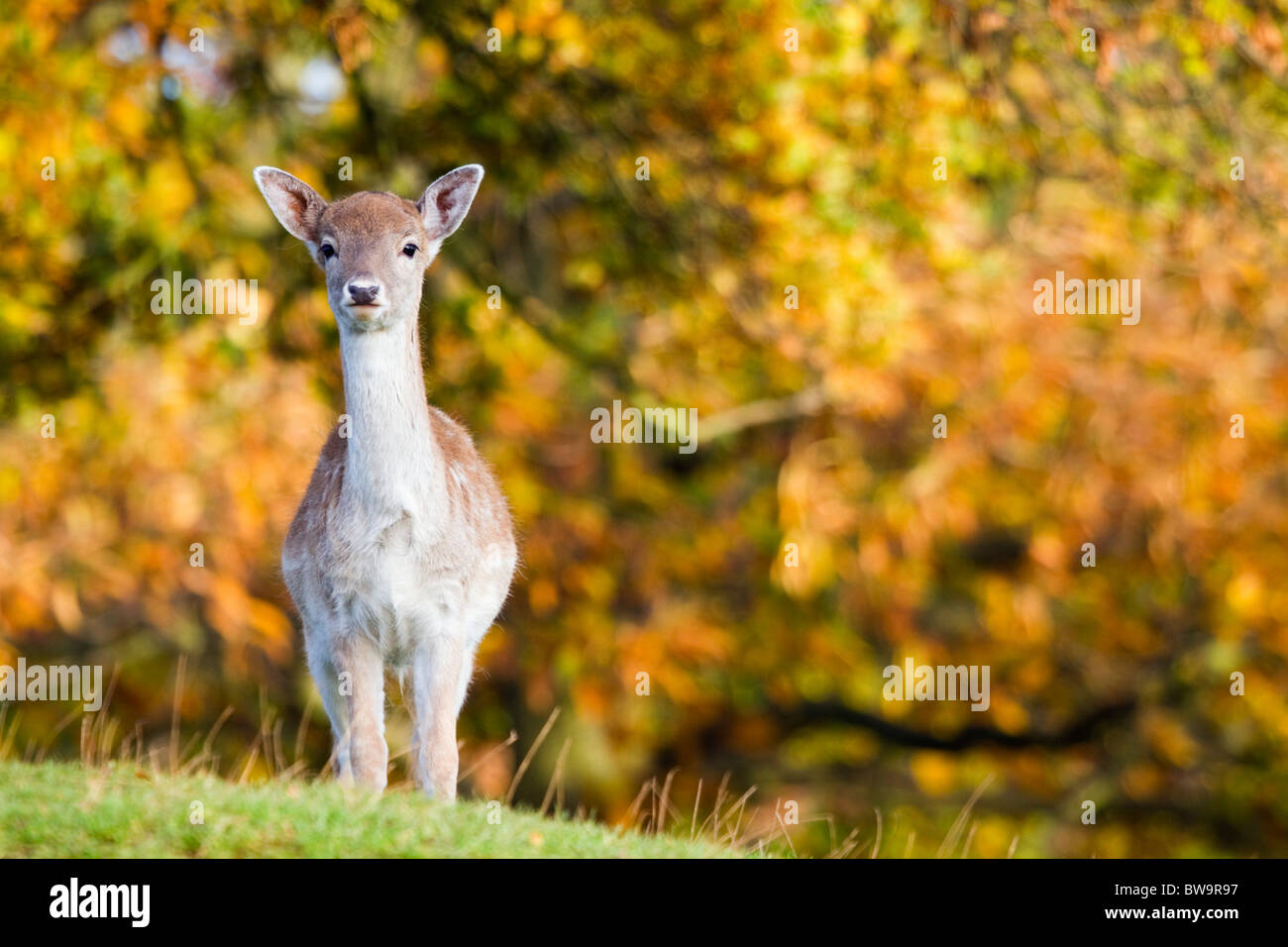 Fallow Deer; Dama dama; female; Stock Photo