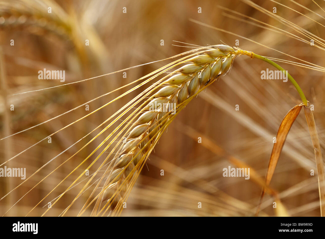 Ears of ripening barley Stock Photo