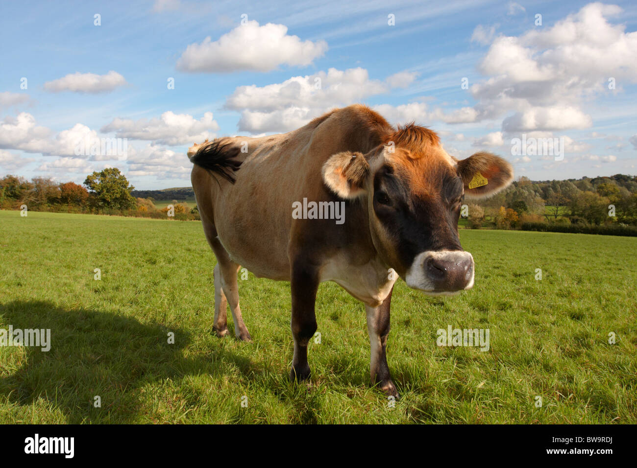 Jersey cow uk hi-res stock photography and images - Alamy