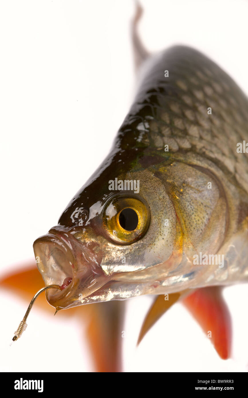Fishing rudd hi-res stock photography and images - Page 2 - Alamy